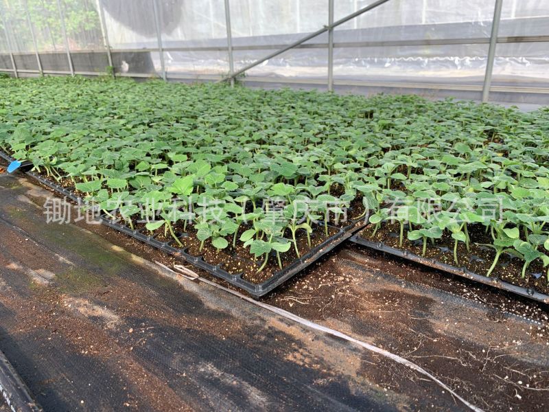 瓜果蔬菜穴盘育苗基质