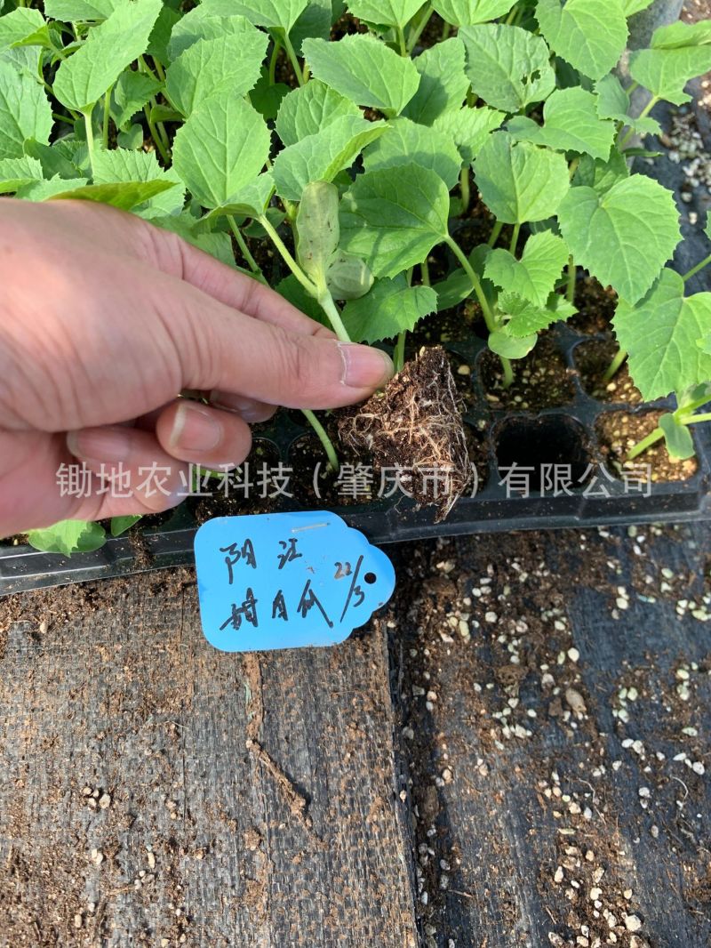 瓜果蔬菜穴盘育苗基质