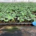 瓜果蔬菜穴盘育苗基质