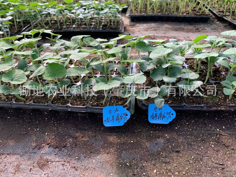 瓜果蔬菜穴盘育苗基质