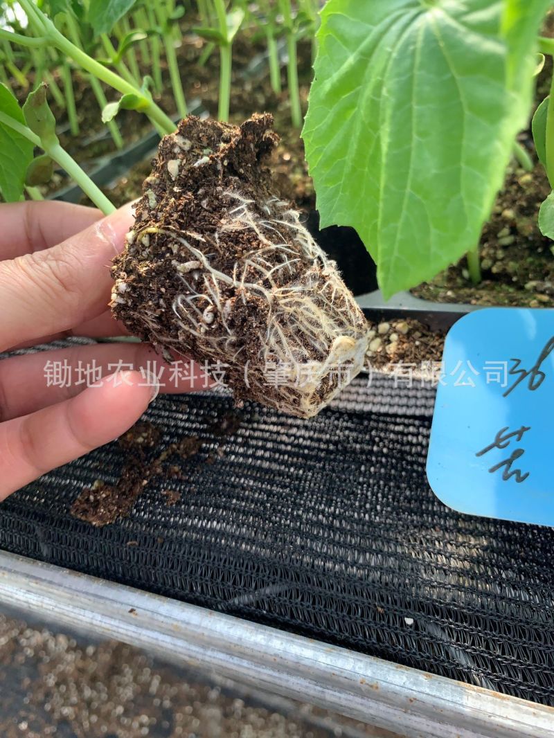 瓜果蔬菜穴盘育苗基质