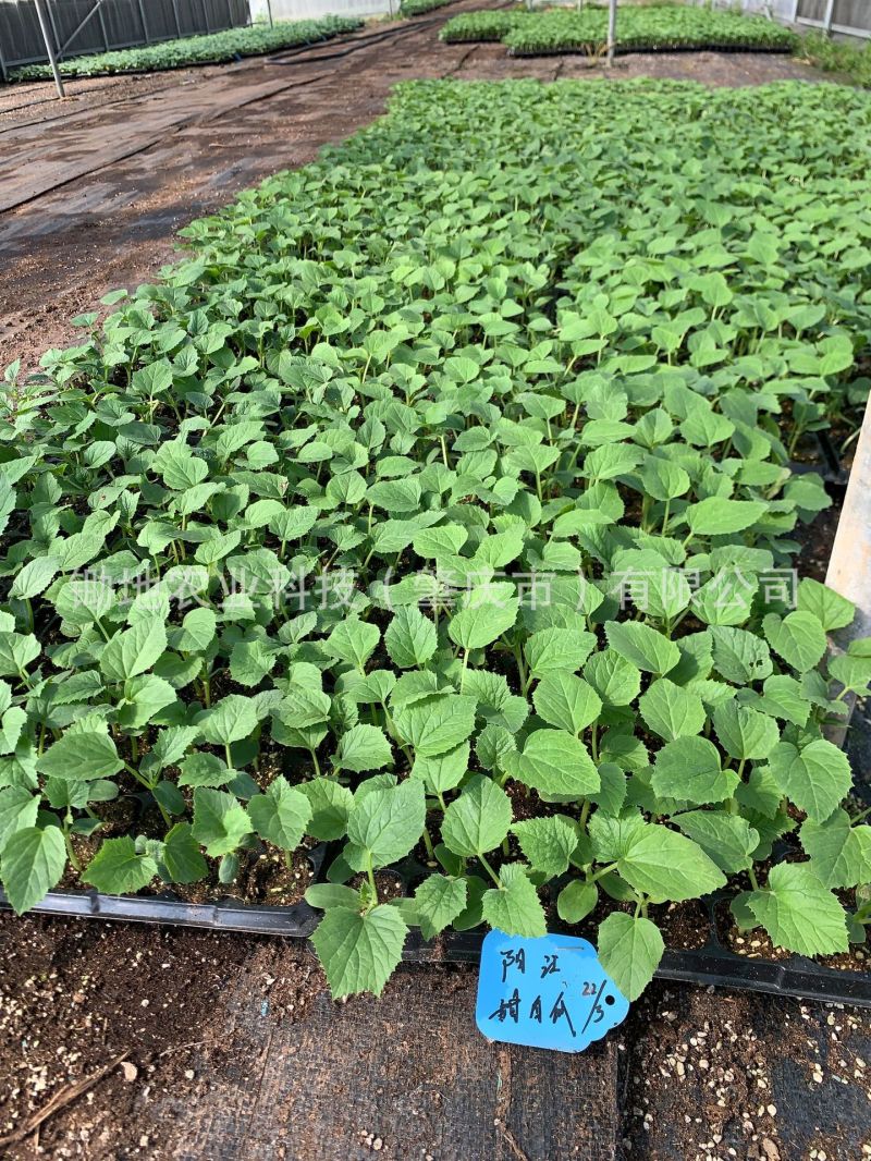 瓜果蔬菜穴盘育苗基质