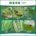 70%吡虫啉蔬菜果树花卉蓟马蚜虫腻虫稻飞虱小飞虫白粉虱杀