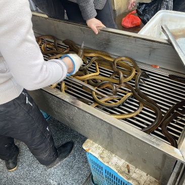 荆州监利新鲜土黄鳝批发供应支持物流专线全国配送