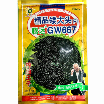 油葵种子矮大头GW667榨油王子三系杂交200g大田