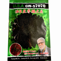 油葵种子油王**矮大头GW-S7070三系杂交油率高大盘