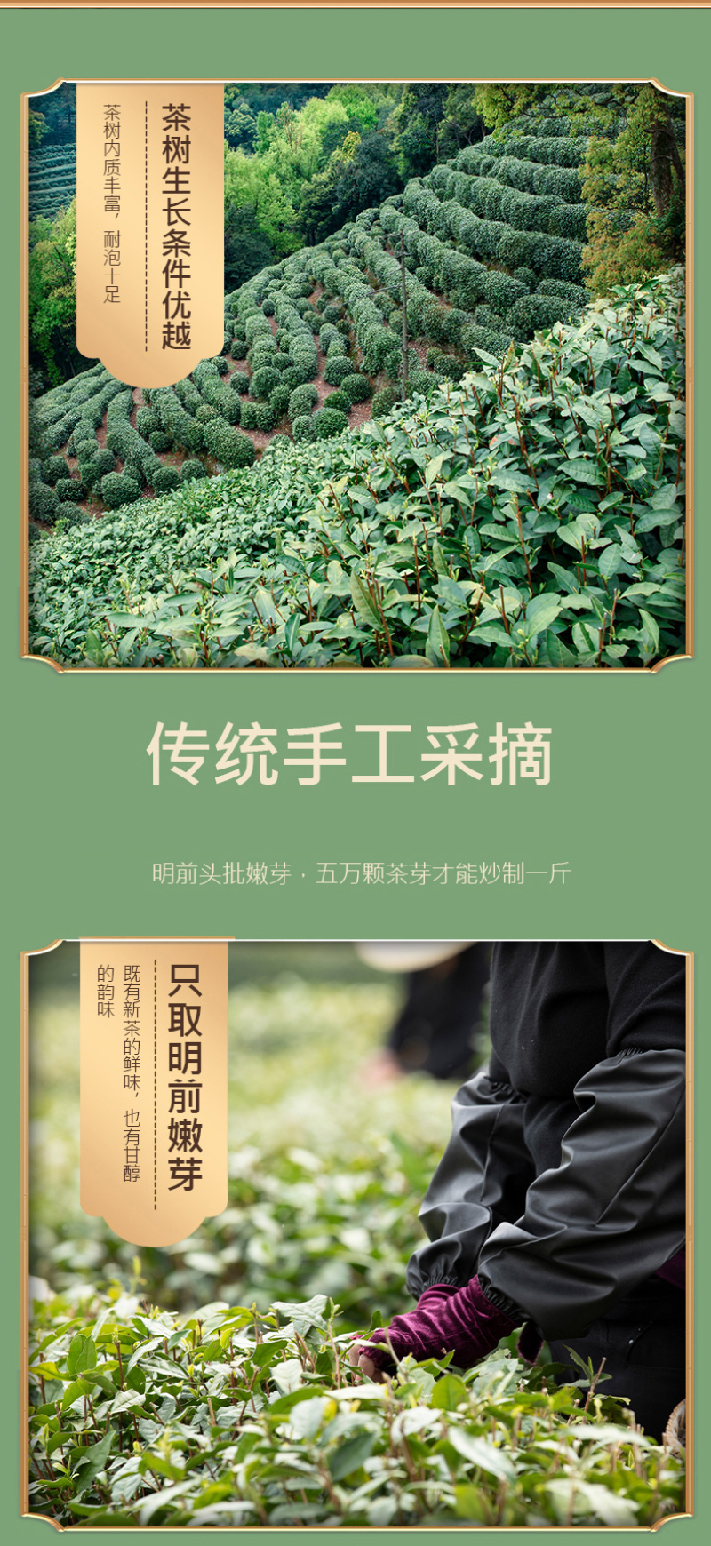 新茶龙井茶正宗杭州明前龙井绿茶豆香型春茶散装茶叶500g