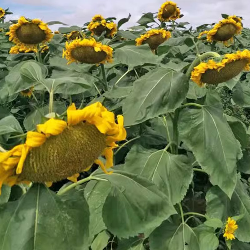 向日葵种子杂交葵花籽可食用长粒香黑籽早熟平盘生吃