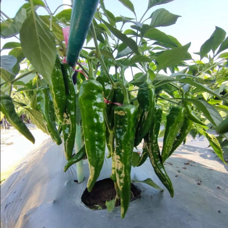 樟树港椒种子耐寒早熟正品薄皮软皮青椒香辣味基地品种