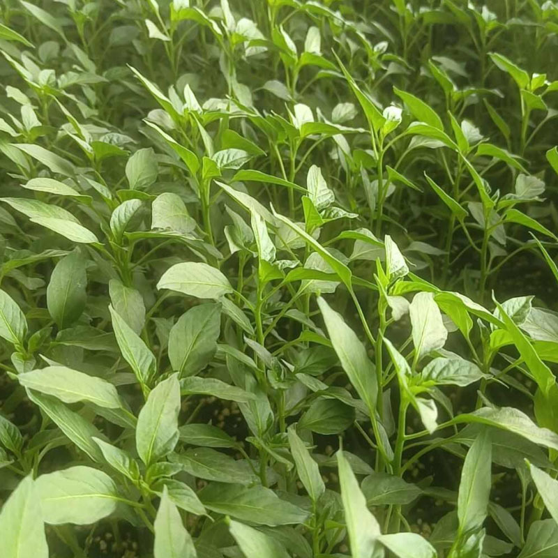 樟树港椒种子耐寒早熟正品薄皮软皮青椒香辣味基地品种