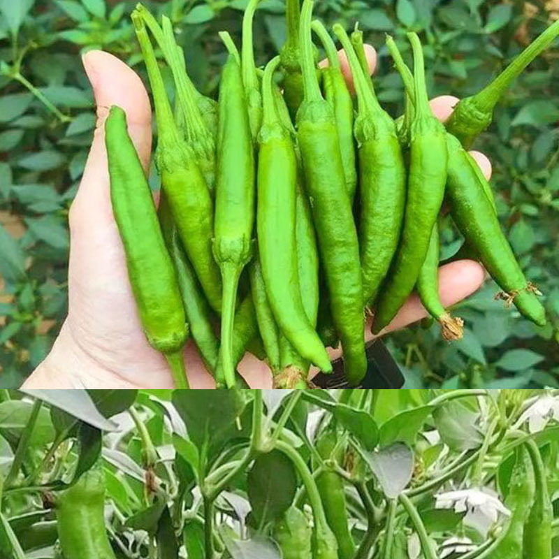 樟树港椒种子耐寒早熟正品薄皮软皮青椒香辣味基地品种
