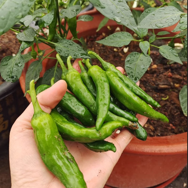 樟树港椒种子耐寒早熟正品薄皮软皮青椒香辣味基地品种