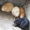 诸葛明秀的一亩田店铺