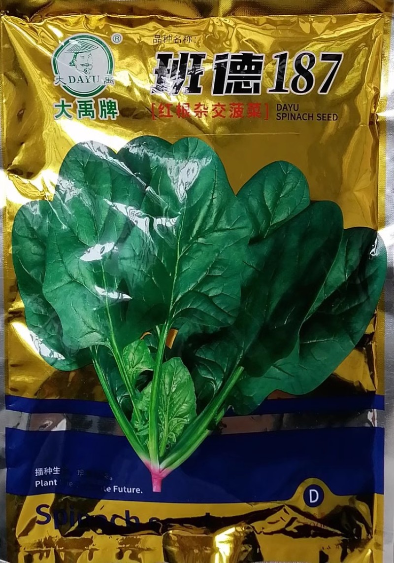 班德187杂交红根菠菜种子叶片大肥厚易捆扎耐抽苔