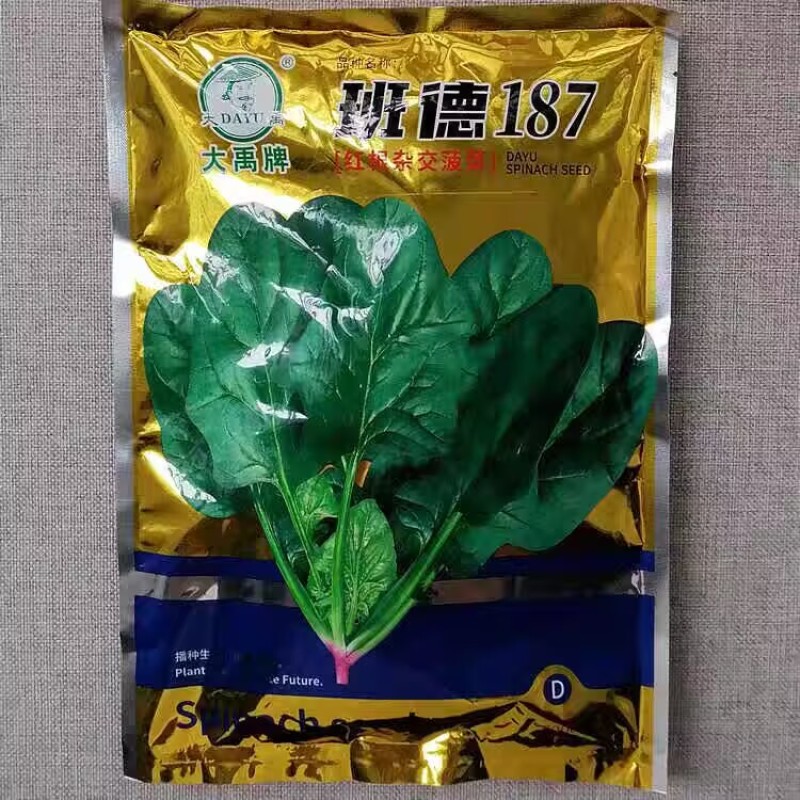 班德187杂交红根菠菜种子叶片大肥厚易捆扎耐抽苔