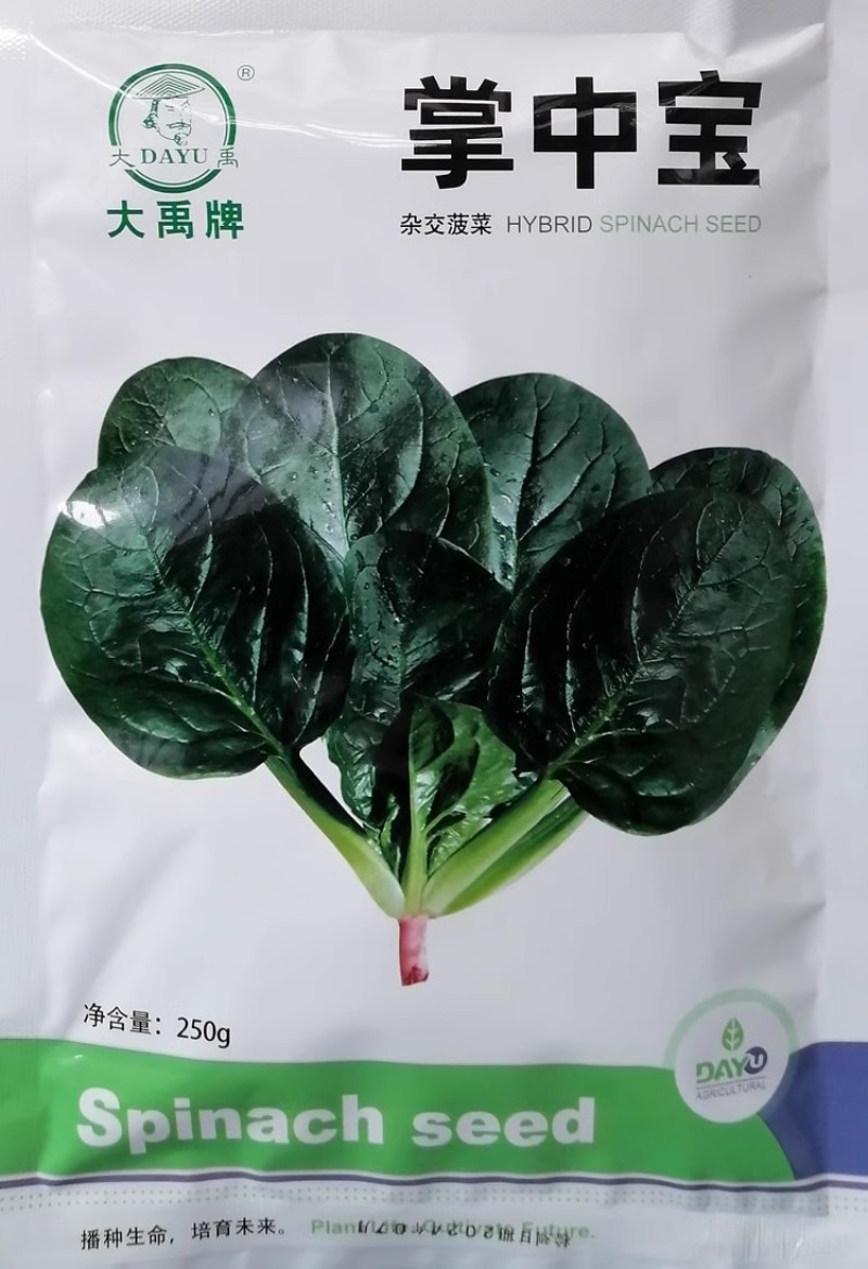 掌中宝杂交菠菜种子叶面浓绿油光抗病耐抽苔抗生理小种