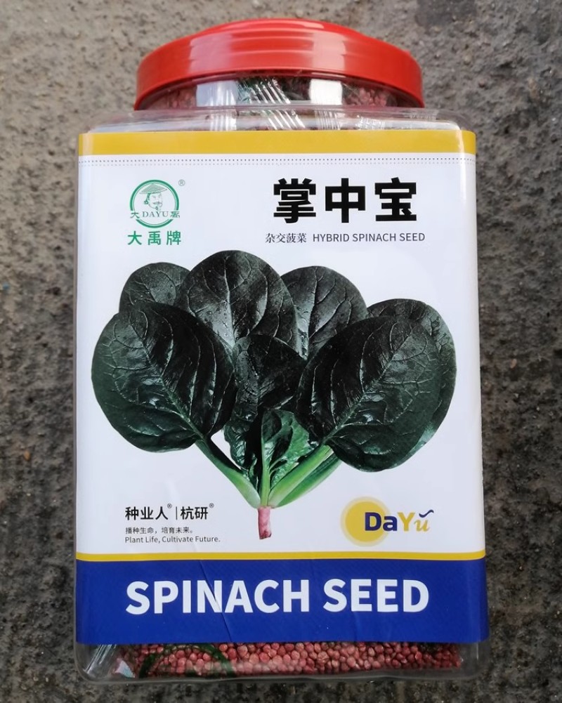 掌中宝杂交菠菜种子叶面浓绿油光抗病耐抽苔抗生理小种