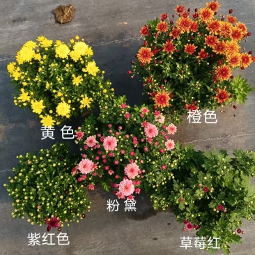 球菊菊花盆栽
