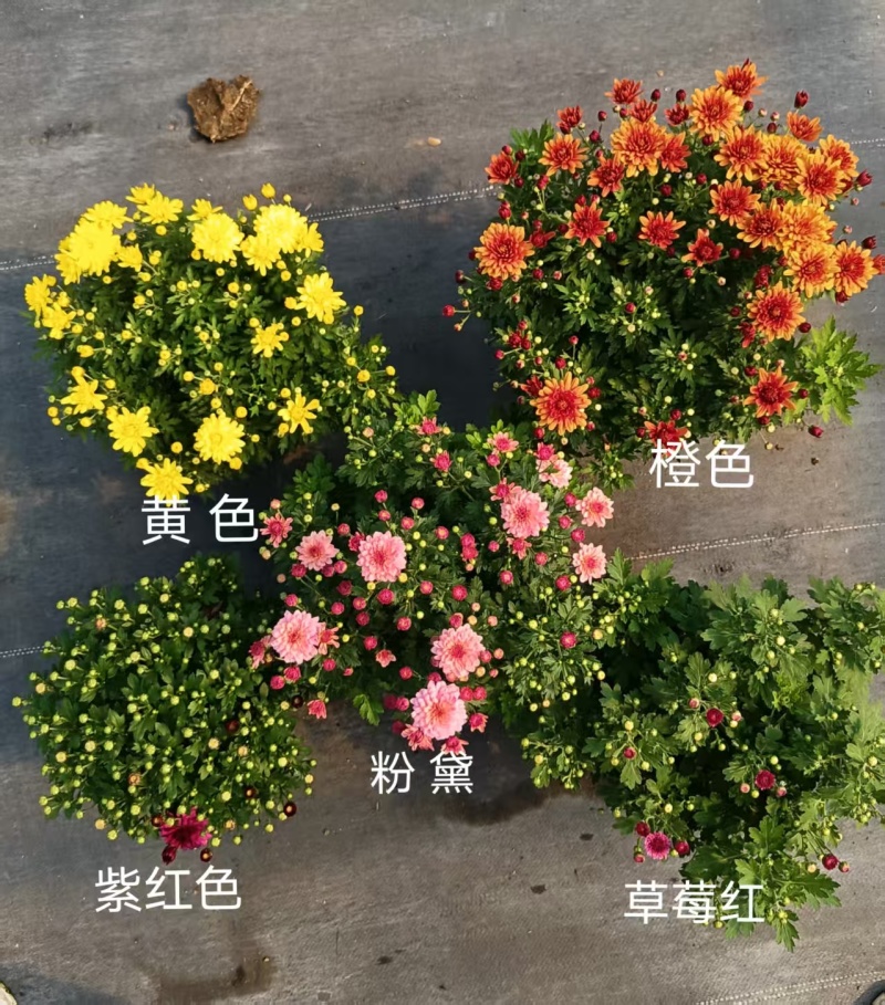 球菊菊花盆栽