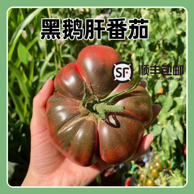 切诺基紫番茄新鲜马蹄丑番茄现摘小时候的味道西