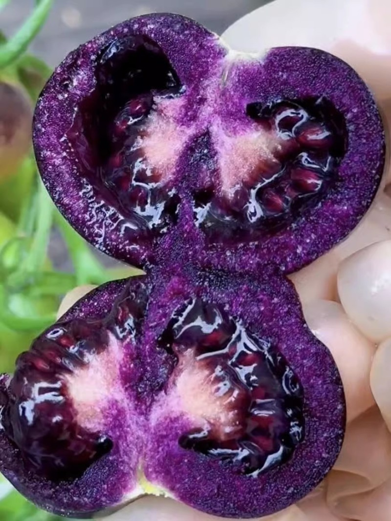 【顺丰京东】山东寿光黑紫色小番茄即食黑玫瑰圣女果花青素水