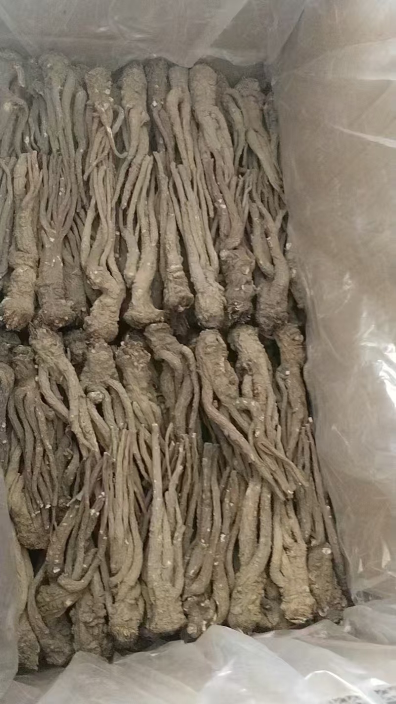 定西优质黄芪，货源充足，产地直发，欢迎各位老板咨询联系