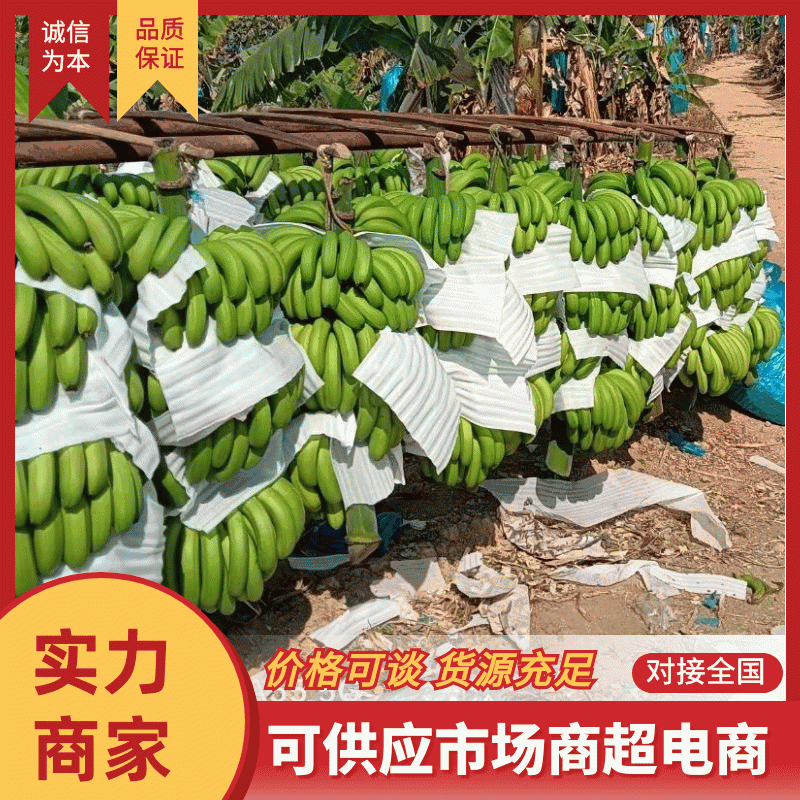 精品香蕉，全年供应，规格齐全，价格便宜，全国直达