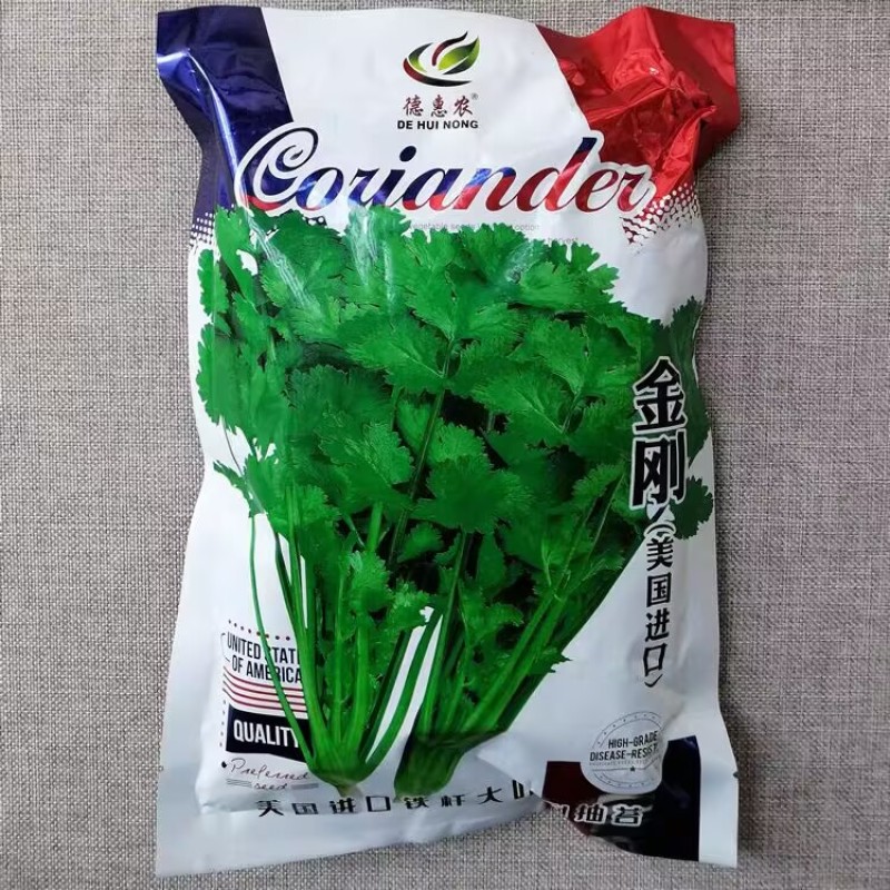 金刚美国进口香菜种子耐热耐寒耐抽苔大油亮香味浓郁
