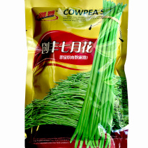 豆角种子创丰七月花荚粗大翠绿豇豆肉厚耐热大田基地