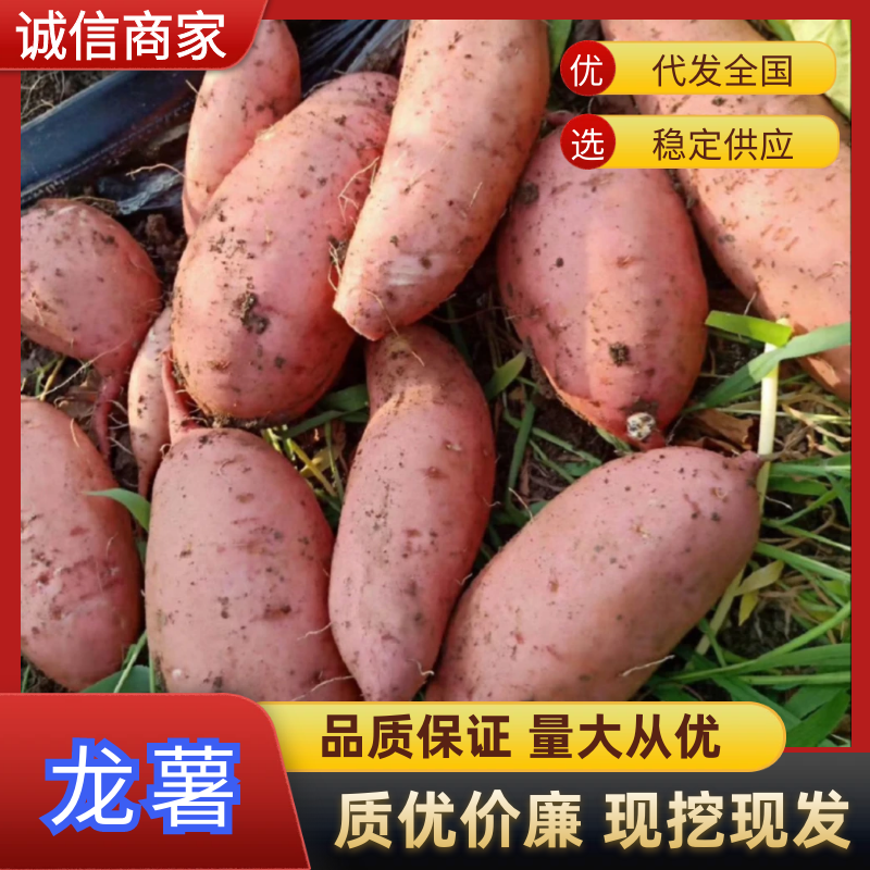 山东红薯龙薯9号大量有货供应档口工厂等电話拿货
