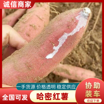 白哈密红薯大量上市产地发货价格美丽欢迎老板电话拿货