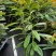 木荷树苗荷木苗经济林木材树何木绿化防火树荷木苗