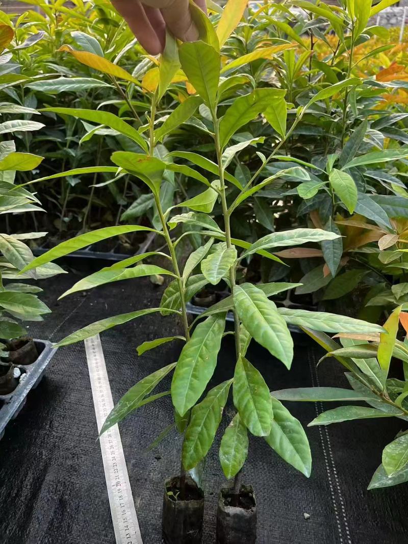 木荷树苗荷木苗经济林木材树何木绿化防火树荷木苗