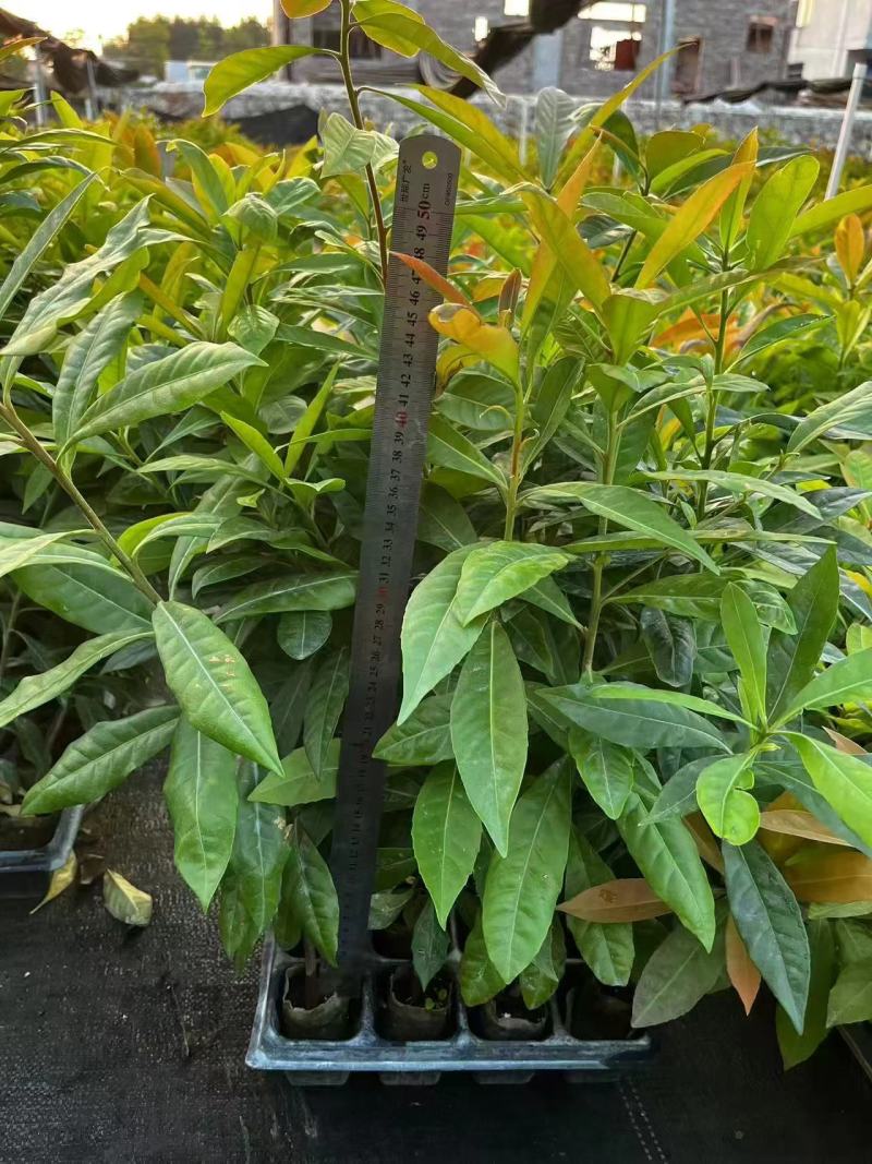木荷树苗荷木苗经济林木材树何木绿化防火树荷木苗