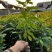 木荷树苗荷木苗经济林木材树何木绿化防火树荷木苗
