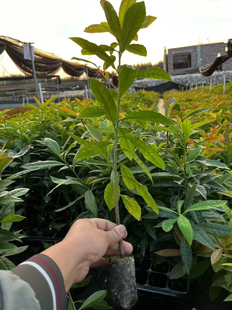 木荷树苗荷木苗经济林木材树何木绿化防火树荷木苗