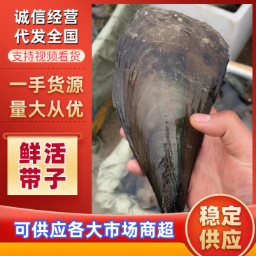 鲜活带子，绿贝，各种规格大小都有