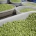 毛豆米毛豆粒毛豆仁品质好价格优惠量大价优，欢迎咨询