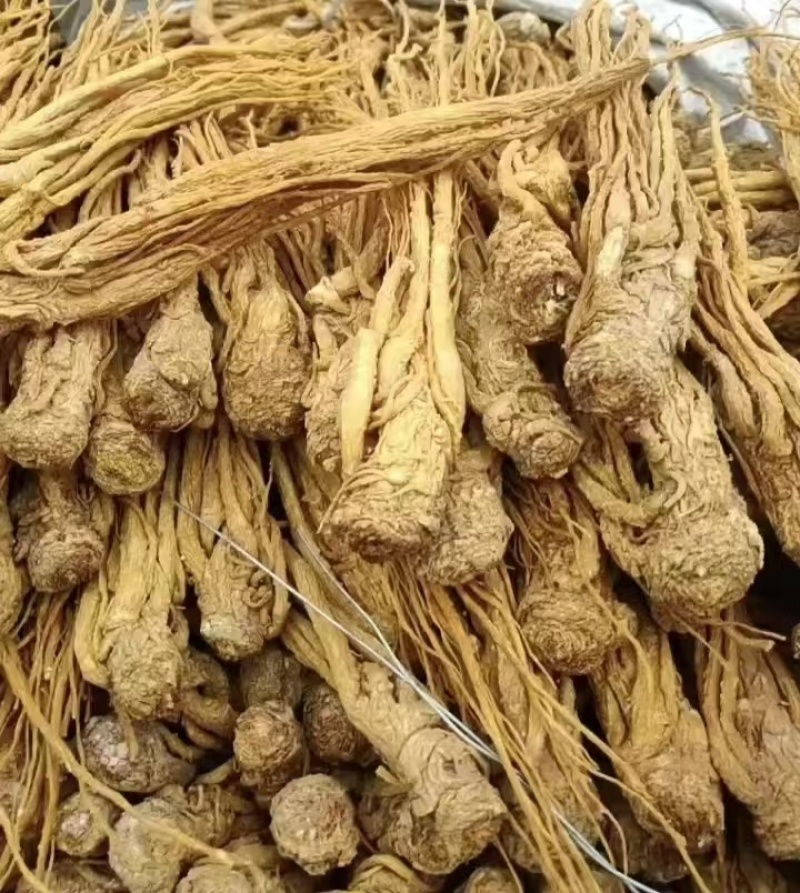 甘肃岷县水洗无硫当归大量新货可全国发货欢迎老板选购