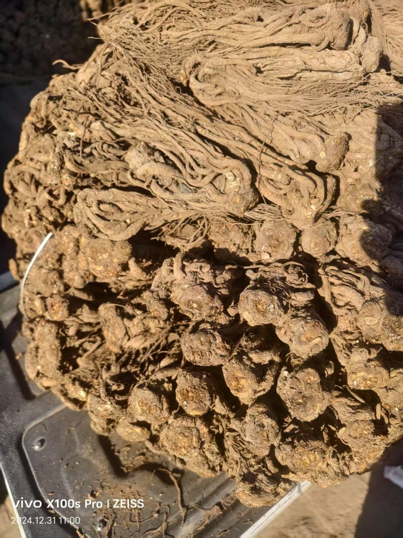 甘肃岷县水洗无硫当归大量新货可全国发货欢迎老板选购