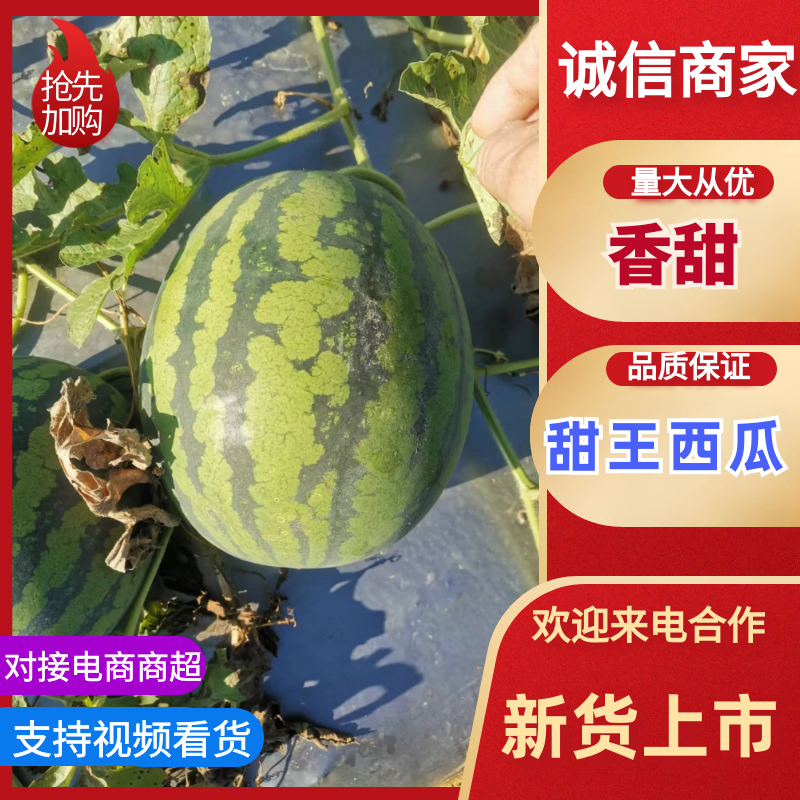 [甜王西瓜批发]云南丽江华坪县西瓜 0.60元/斤云南甜王西瓜 _ 一亩田