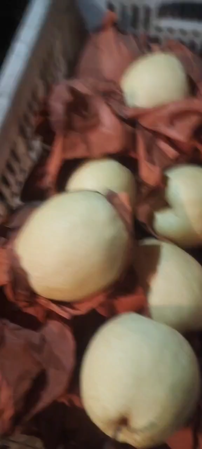 砀山梨砀山酥梨，大量供应，物美价廉经济实惠视频看货