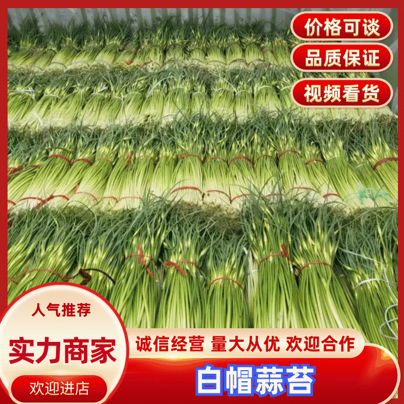 白帽蒜薹红帽蒜苔大量上市产地直供货源充足