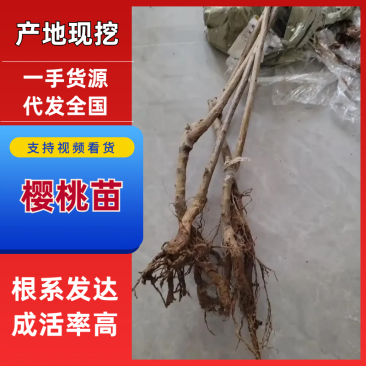 樱桃树苗俄罗斯8号美早红灯笼佳红拉缤