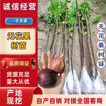 无花果树苗波姬红金奥芬布兰瑞克青皮斯特拉大巴