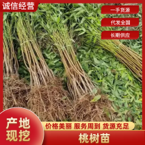 油桃桃树苗中油21中油19中油37中油25桃树苗