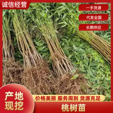 油桃桃树苗中油21中油19中油37中油25桃树苗