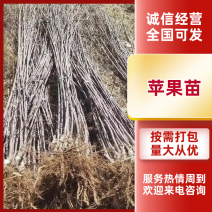 苹果树中秋王苹果华硕苹果美八苹果维纳斯苹果