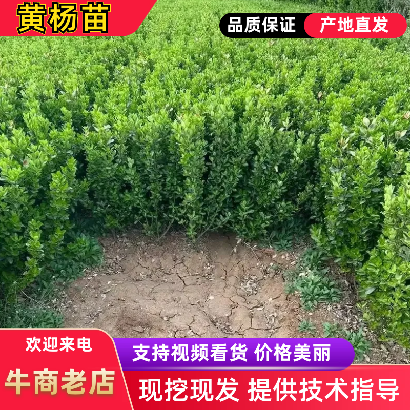 大叶黄杨，瓜子黄杨，金边黄杨，金森女贞，卫矛等绿化苗。，