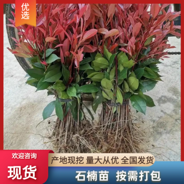红叶石楠苗红叶石楠杯苗绿化工程苗。。。